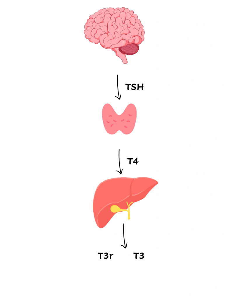 Conversion hormonale thyroïdienne et rôle du foie et des micronutriments