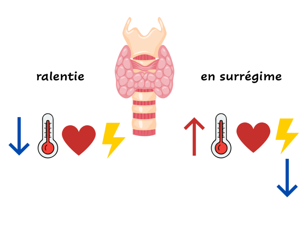 Fonctionnement thyroïdien : hypothyroïdie = ralenti, hypertjyroïdie = surrégime